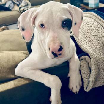 INDIA -  Mixed Breed Dog for Adoption in Richmond, California - INDIA | PetCurious