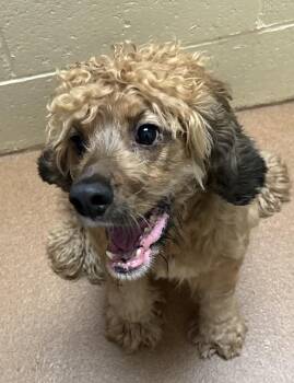 Luca -  Cocker Spaniel Dog for Adoption in Norwalk, Connecticut - Luca | PetCurious