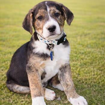 Hound Dogs Available for Adoption in Phoenix, Arizona - Hoagie | PetCurious