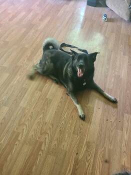 Rescue Norwegian Elkhound Dogs for Adoption in White Oak, Pennsylvania - Zoey | PetCurious