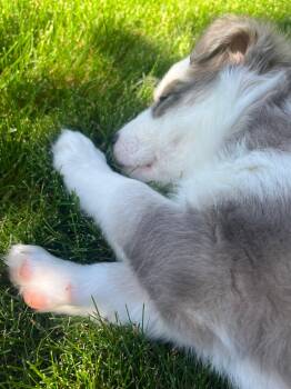 Gladys -  Siberian Husky and Border Collie Dog for Adoption in West Richland, Washington - Gladys | PetCurious