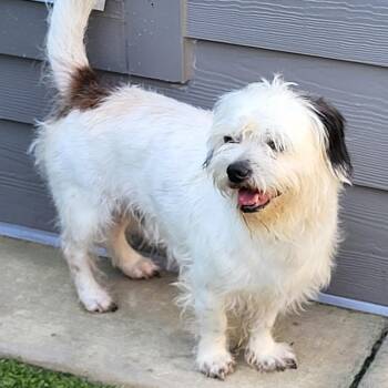 Duncan -  Lhasa Apso Dog for Adoption in Zuni, Virginia - Duncan | PetCurious
