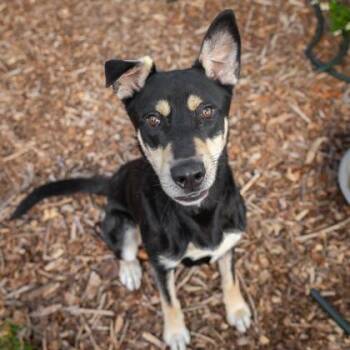 Shepherd and Mixed Breed Dogs Available for Adoption in Largo, Florida - Chadwick | PetCurious
