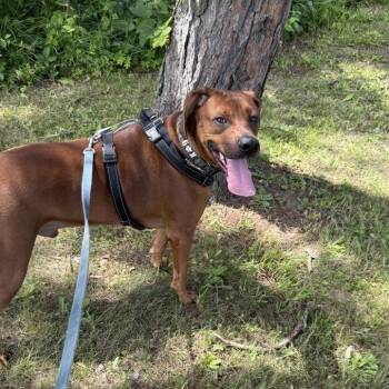 Buddy -  Redbone Coonhound Dog for Adoption in South Burlington, Vermont - Buddy | PetCurious