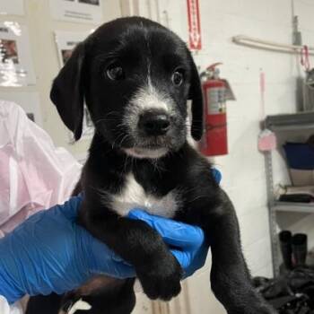 Iggy -  Standard Poodle and Labrador Retriever Dog for Adoption in Morton Grove, Illinois - Iggy | PetCurious