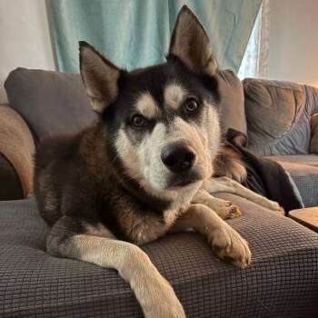 Siberian Husky Dogs Available for Adoption in Roanoke, Virginia - Kota | PetCurious