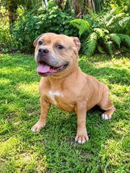 Majorette -  American Bulldog and Mixed Breed Dog for Adoption in Palm Coast, Florida - Majorette | PetCurious