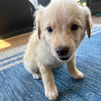 Rex -  Golden Retriever and Labrador Retriever Dog for Adoption - Rex | PetCurious