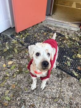 Oak -  Wheaten Terrier Dog for Adoption in Peconic, New York - Oak | PetCurious