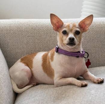 McKibbin -  Chihuahua Dog for Adoption - McKibbin | PetCurious