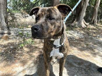 Pit Bull Terrier Dogs Available for Adoption in Ocala, Florida - RUBERT | PetCurious