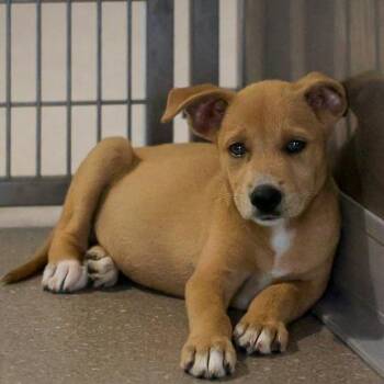 Bagel -  Mixed Breed Dog for Adoption in Bradenton, Florida - Bagel | PetCurious