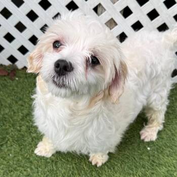 Maltese Dogs Available for Adoption - Frosty 5355 | PetCurious