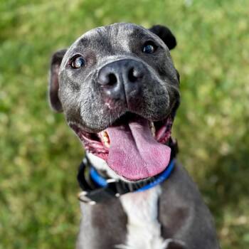 Pit Bull Terrier Dogs Available for Adoption in Lynchburg, Virginia - Benji | PetCurious