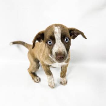 1008 (2026) Pierogi -  Cattle Dog and Mixed Breed Dog for Adoption in Parker, Colorado - 1008 (2026) Pierogi | PetCurious
