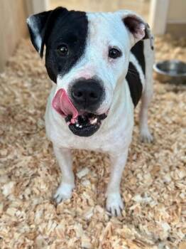Bessie -  American Bulldog Dog for Adoption in Troy, Alabama - Bessie | PetCurious