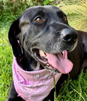 Gorgeous Gaia -Big Black Beautiful Lab -  Labrador Retriever Dog for Adoption - Gorgeous Gaia -Big Black Beautiful Lab | PetCurious