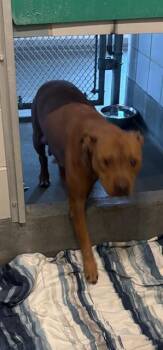 American Staffordshire Terrier Dogs Available for Adoption - RED | PetCurious