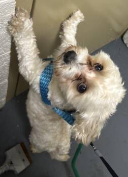 Joey -  Shih Tzu and Lhasa Apso Dog for Adoption - Joey | PetCurious