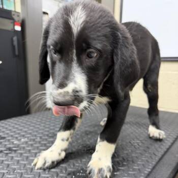 Fast Eddy -  Black Labrador Retriever and Border Collie Dog for Adoption in Madisonville, Kentucky - Fast Eddy | PetCurious