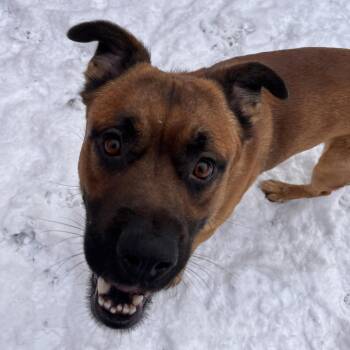 Mixed Breed Dogs Available for Adoption - Teddy | PetCurious