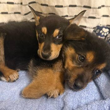 Warry -  Beauceron and Mixed Breed Dog for Adoption in Austin, Texas - Warry | PetCurious