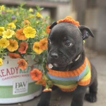 Rat Terrier and Pug Dogs Available for Adoption in Oklahoma City, Oklahoma - Archie C-34439 | PetCurious