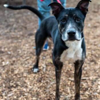 Mixed Breed Dogs Available for Adoption in Chamblee, Georgia - Zenobio - IN FOSTER | PetCurious