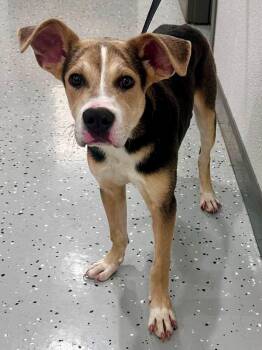 Kermie -  American Foxhound Dog for Adoption in Tom Bean, Texas - Kermie | PetCurious