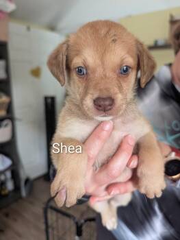 Shea - Selina -  American Bulldog Dog for Adoption in Lakeland, Florida - Shea - Selina | PetCurious