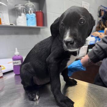 Mixed Breed Dogs Available for Adoption in Summerville, South Carolina - Lemonade | PetCurious