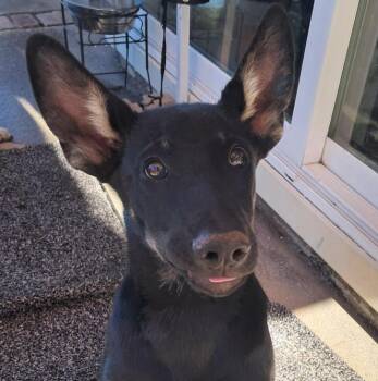 Quartz -  German Shepherd Dog Dog for Adoption in Davis, California - Quartz | PetCurious