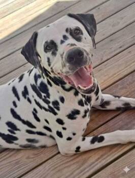 Chief -  Dalmatian Dog for Adoption in Holly Springs, North Carolina - Chief | PetCurious