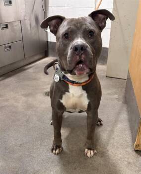 GURU -  Pit Bull Terrier Dog for Adoption - GURU | PetCurious