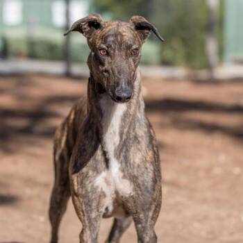 Tigger -  Greyhound Dog for Adoption in Livonia, Michigan - Tigger | PetCurious