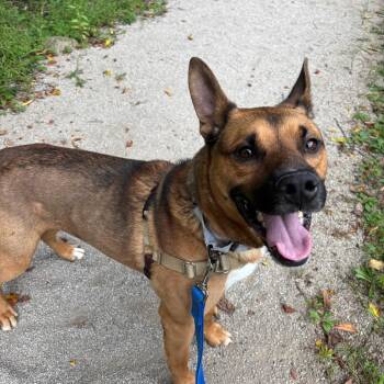 Byram -  Shepherd and Mixed Breed Dog for Adoption - Byram | PetCurious