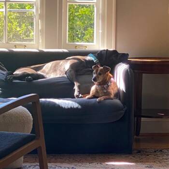 Dachshund and Mixed Breed Dogs Available for Adoption in San Francisco, California - Zucchini 10501 | PetCurious