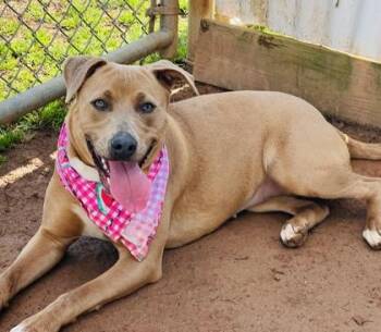 Pit Bull Terrier and Mixed Breed Dogs Available for Adoption in Seneca, South Carolina - Sandy $85 | PetCurious