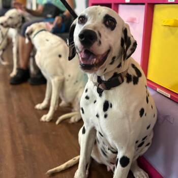 Dalmatian Dogs Available for Adoption in Port Richey, Florida - Barney | PetCurious