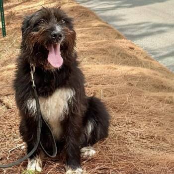 Mixed Breed Dogs Available for Adoption in Cedar Park, Texas - Teddy Bear | PetCurious