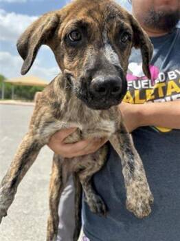 LARK -  German Shorthaired Pointer Dog for Adoption in San Antonio, Texas - LARK | PetCurious