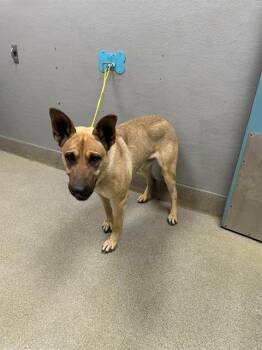 German Shepherd Dog Dogs Available for Adoption - CANELO | PetCurious