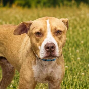 Kerry -  Pit Bull Terrier Dog for Adoption in East St. Louis, Illinois - Kerry | PetCurious