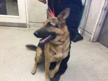 Rescue German Shepherd Dog Dogs for Adoption in Riverside, California - ONION | PetCurious