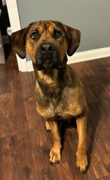 Hound and Rottweiler Dogs Available for Adoption in Hartford City, Indiana - Sharon | PetCurious