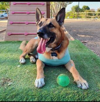 Rescue German Shepherd Dog Dogs for Adoption in Cool, California - Silas | PetCurious