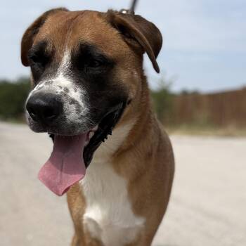 Rescue Boxer Dogs for Adoption in Justin, Texas - *Bluey | PetCurious