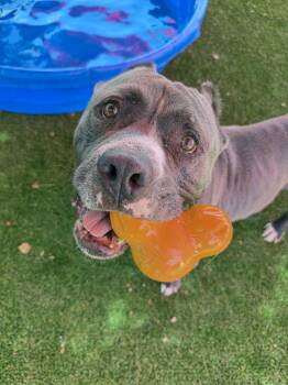 Mosley -  American Bulldog and American Staffordshire Terrier Dog for Adoption in Glendale, Arizona - Mosley | PetCurious