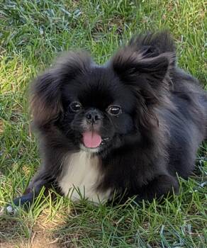 Sullivan -  Pekingese Dog for Adoption in Overland Park, Kansas - Sullivan | PetCurious