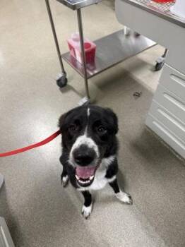 Bandit -  Great Pyrenees and Irish Wolfhound Dog for Adoption in Pequot Lakes, Minnesota - Bandit | PetCurious